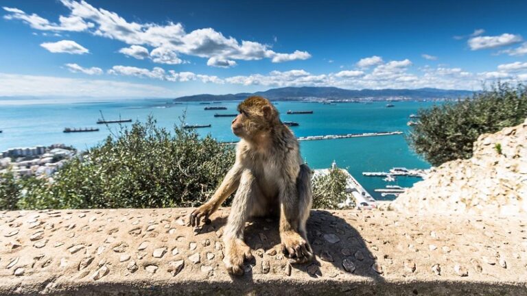 A view of a harbour with an ape in the foreground
